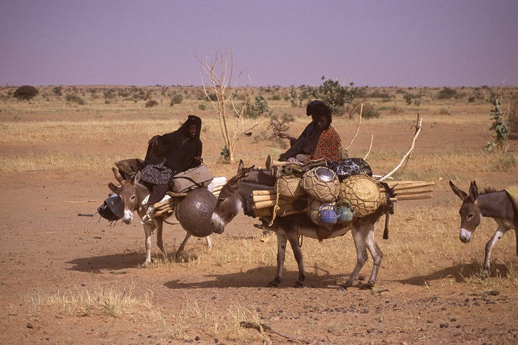 The Fulani herders move their household together with their herds of cattle. 