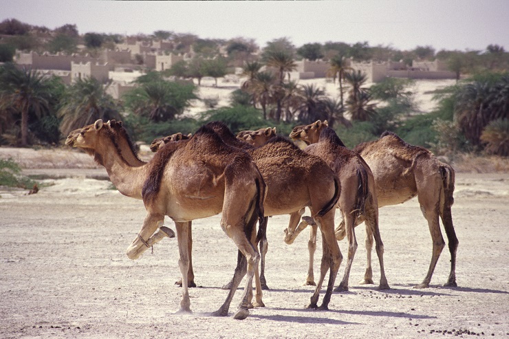Camels constitute an integral part of the life of desert nomads.