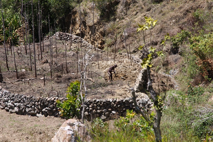 In the Highlands of New Guinea agricultural crops are grown in gardens that have either stone or wooden fences to prevent the intrusion of hungry pigs. 