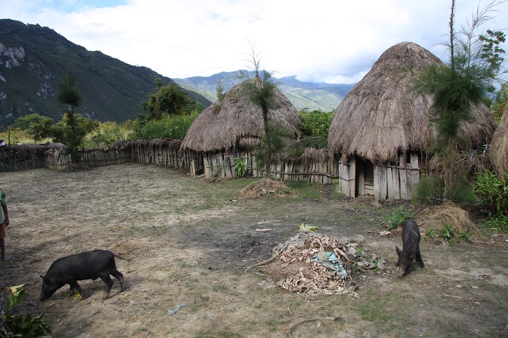 A view of the Dani estates locatedin the Highlands of New Guinea in its basic parameters resembles the Bomagai-Angoiang’s settlements. 