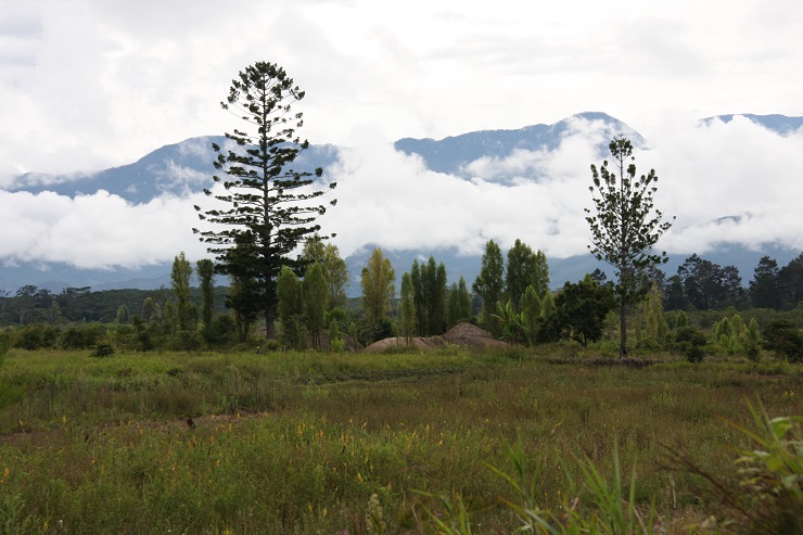 A picture of the cultural landscape located in one of the many fertile valleys in the Highlands of New Guinea.